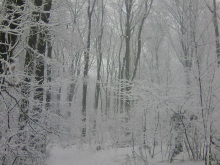 Banjalučanin pronašao djecu u šumi: Brat (12) i sestra (8) kilometrima lutali