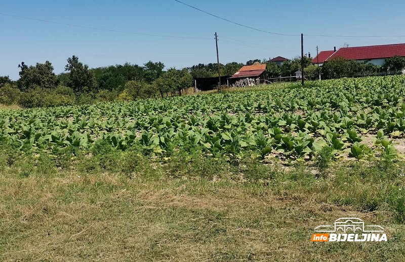 Kasni berba duvana u Semberiji: Nedostatak radne snage i suša prijete proizvodnji