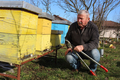 Fenomen prirode: Pčele rade u januaru