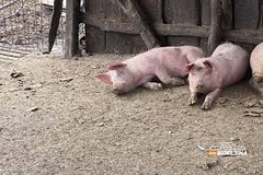 Panika u Slavoniji: Afrička kuga svinja stigla do Osijeka