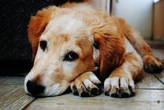 PRETUŽNO JE Veterinar otkrio šta ljubimci rade prije nego što ih uspavaju