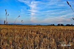 Bijeljina: U četvrtak počinje isplata premije za pšenicu
