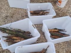 U Savi otkrivene metalne poluge stare više od 2.000 godina