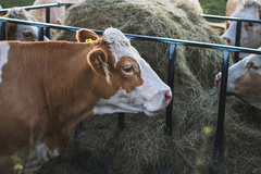 Malo poznat mesni otpad vrijedi bogatstvo: Za 28 grama i do 5.000 evra (FOTO)