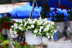 Bijeljinska cvjećarka se rasplakala pred političarkom, reagovao i predsjednik poslodavaca