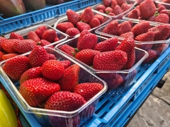 Vjerovali ili ne: Jagode rodile u oktobru - "To je negativna pojava, biljke će da se iscrpe"