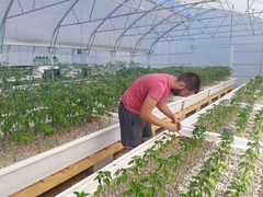 Mladi poljoprivrednik iz Ribnika uzgaja povrće bez hemije – ribe pokreću cijeli sistem