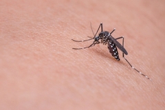 U Beogradu otkriven virus Zapadnog Nila, građani upozoreni