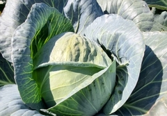 Prvi kontingent semberskog kupusa otišao za EU (FOTO)