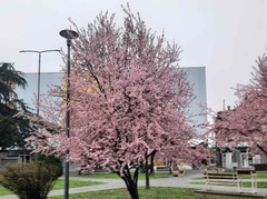 Bijeljina u cvatu: Proljeće stiže i priroda već pokazuje svoju raskoš /FOTO/