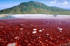 Jezero koje pretvara životinje u kamen: Natron, najsmrtonosnija voda na zemlji