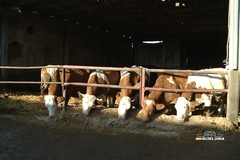 Slučaj antraksa kod goveda u Republici Srpskoj, rizik za javnost nizak