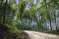 „Šume RS“ prinudno isplatile 130.000 KM poslaniku SDS-a