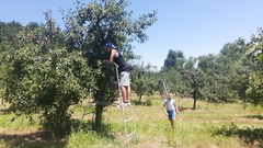 MAJEVIČKA ŠLJIVA NA TRŽIŠTU EU Prinos prepolovljen, ali kvalitet odličan (FOTO)