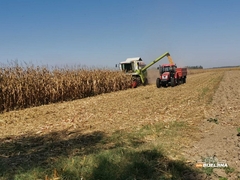 Prinosi kukuruza u Republici Srpskoj pali u 2025, cijena neizvjesna