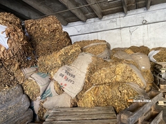 Počela sjetva duvana u Semberiji, poznata i otkupna cijena: “Dnevnice sve veće, teško naći radnike” (FOTO)