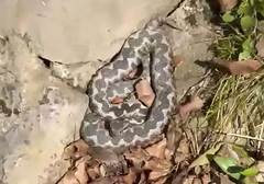 Zmija među šetačima: Na Banj brdu snimljen poskok