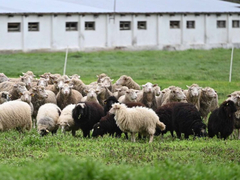 Hrvatska sprovodi hitne mjere: Potvrđena kuga malih preživara