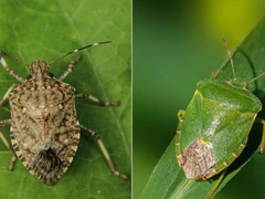 Smrdibube u kući: razlike između zelenih i smeđih vrsta i savjeti za njihovo uklanjanje