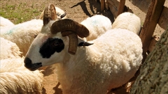 "Prokockao pare za maturu pa prodao očeve ovnove"