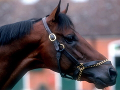 Najskuplji konj iz BiH prodat je za čak 350.000 eura, sada se takmiči u Australiji