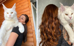 Mačka postala hit na društvenim mrežama, zbog svoje veličine mnogi prvo pomisle da je pas