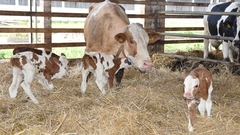 Krava otelila tele od 105 kilograma