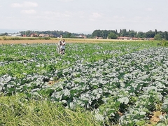 ODAVNO SE NALAZI NA TRPEZAMA U NJEMAČKOJ, AMERICI I AUSTRALIJI: Kupus kao brend Semberije