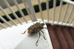 Smrdibube se plaše mirisa jedne biljke: Stavite je kod prozora i rješićete ih se zauvijek