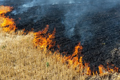 Komšinica bacila ćik, planulo polje pšenice