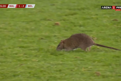 Pacov prekinuo meč Vels - Belgija: Navijači ga pozdravili ovacijama