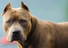 Dramatične scene u Sarajevu: Pitbul napao muškarca i majku sa bebom