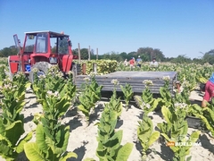 Proizvođači duvana na ivici isplativosti: Poskupljenje goriva i rast troškova prijete proizvodnji u Semberiji