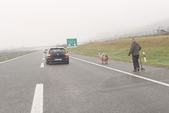 Svinja šeta autoputem Banjaluka – Gradiška (VIDEO)