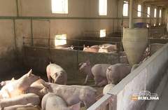 Poskupjeli prasići u Srpskoj, ovo su nove cijena