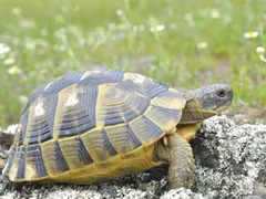 Bizaran slučaj na bečkom aerodromu: Putnici iz BiH švercovali kornjaču