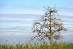 Danas pretežno sunčano, vjetrovito i toplije