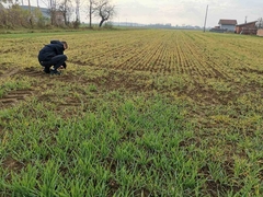 Snježni pokrivač bi dobro došao radi zaštite biljaka od izmrzavanja i sprečavanja pojave bolesti