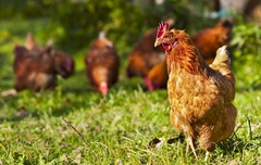 Preporuka zdravstvenih vlasti SAD nasmijala mnoge: Ne ljubite kokoši