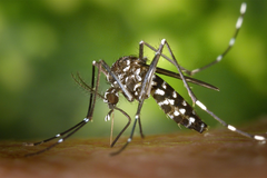 Alarm u Evropi: Virus Zapadnog Nila se širi, više od 1.000 zaraženih