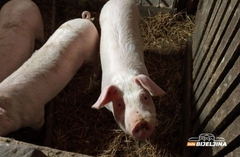 Afrička kuga svinja nastavlja da se širi u RS, farmerima date instrukcije