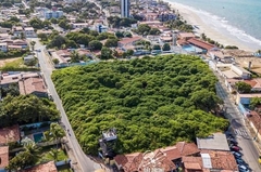 Možda vas oči varaju - ovo nije šuma, nego jedno stablo