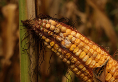 Inspekcija otkrila nepravilnosti: Sjeme kukuruza VRAĆENO SA GRANICE BiH