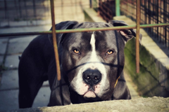 Pitbul napao muškarca ispred zgrade u Sarajevu