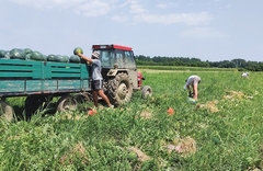 GUBITKE MJERE U MILIONIMA: Voćare Srpske ove sezone ugrožava slab prinos i nekontrolisan uvoz