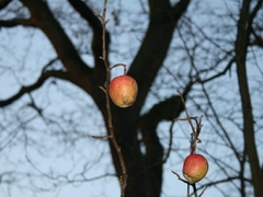 Zoljom skidao jabuku na svadbi, snimak kruži društvenim mrežama