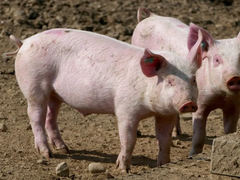 Pojačati biosigurnosne mjere zbog blizine žarišta afričke kuge svinja