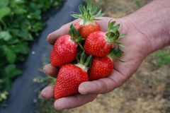 Pesticidi su najčešće prisutni u ovim namirnicama: Jagode su na vrhu liste, a mnogi ih jedu svakodnevno