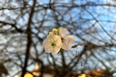 Na pragu novembra probeharala višnja (FOTO)