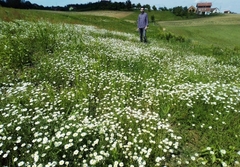 RAZVOJNA ŠANSA Ljekovito i aromatično bilje potencijal Srpske